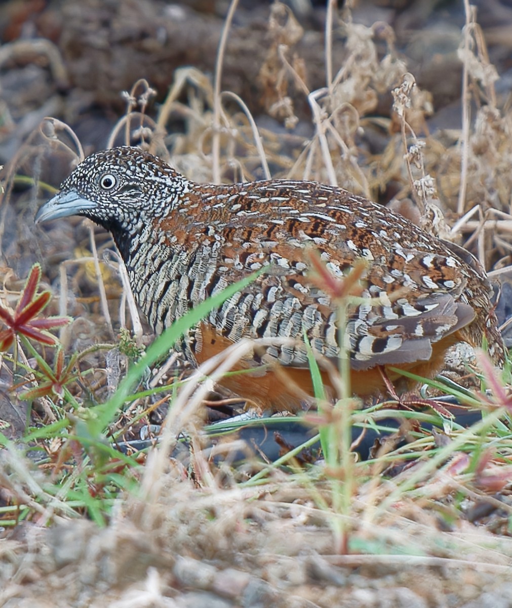 Barred Buttonquail - ML640515107