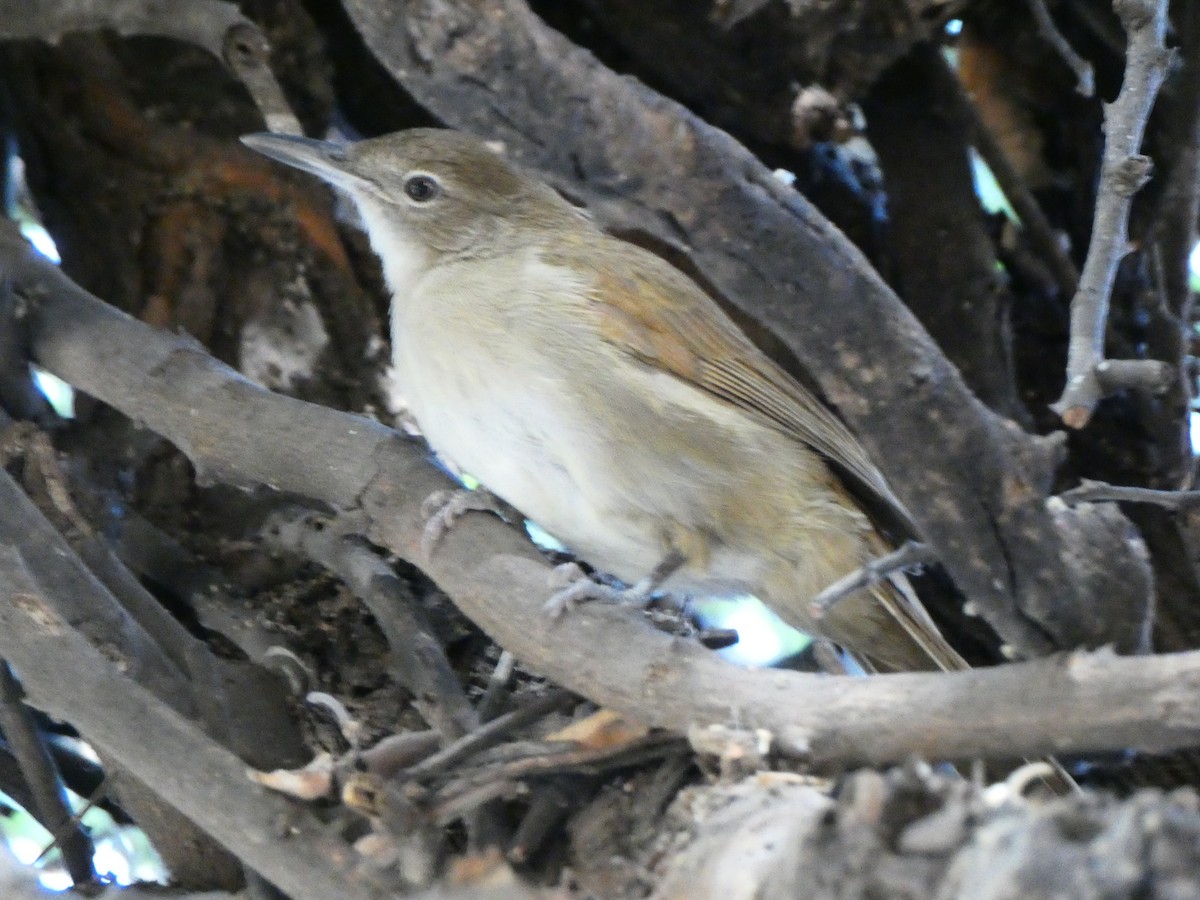 Terrestrial Brownbul - ML640515355