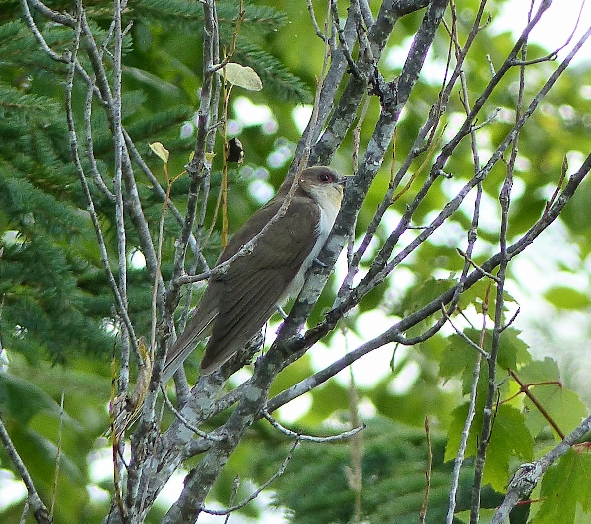 Black-billed Cuckoo - ML640515398