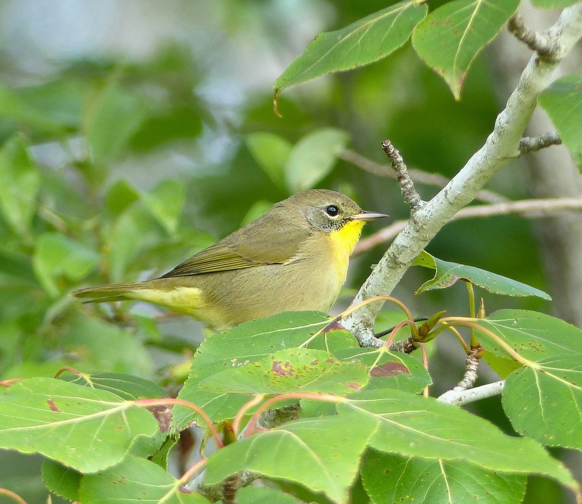 Common Yellowthroat - ML640515457