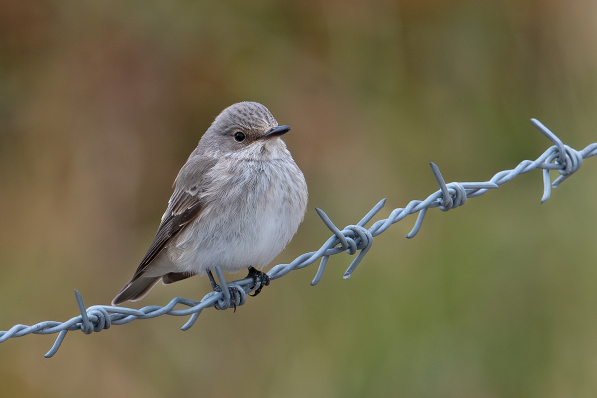 Spotted Flycatcher - ML640515716
