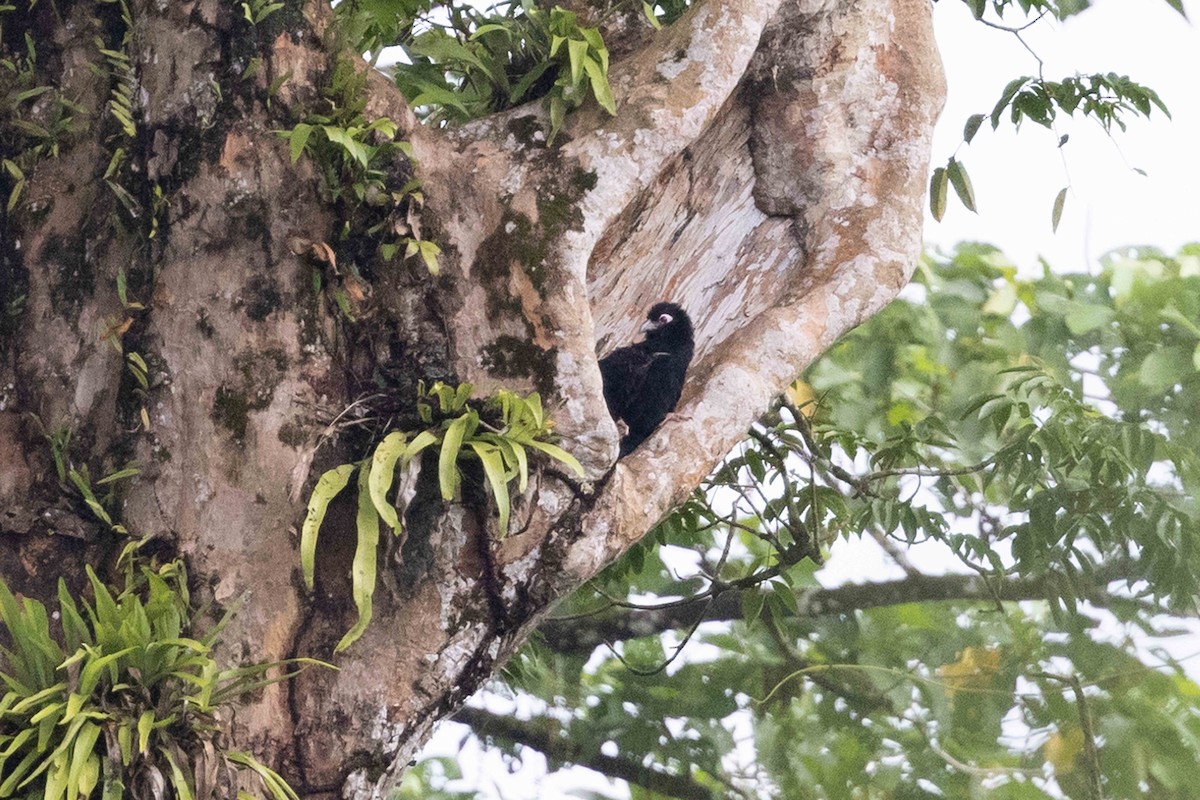 Violaceous Coucal - ML640515758