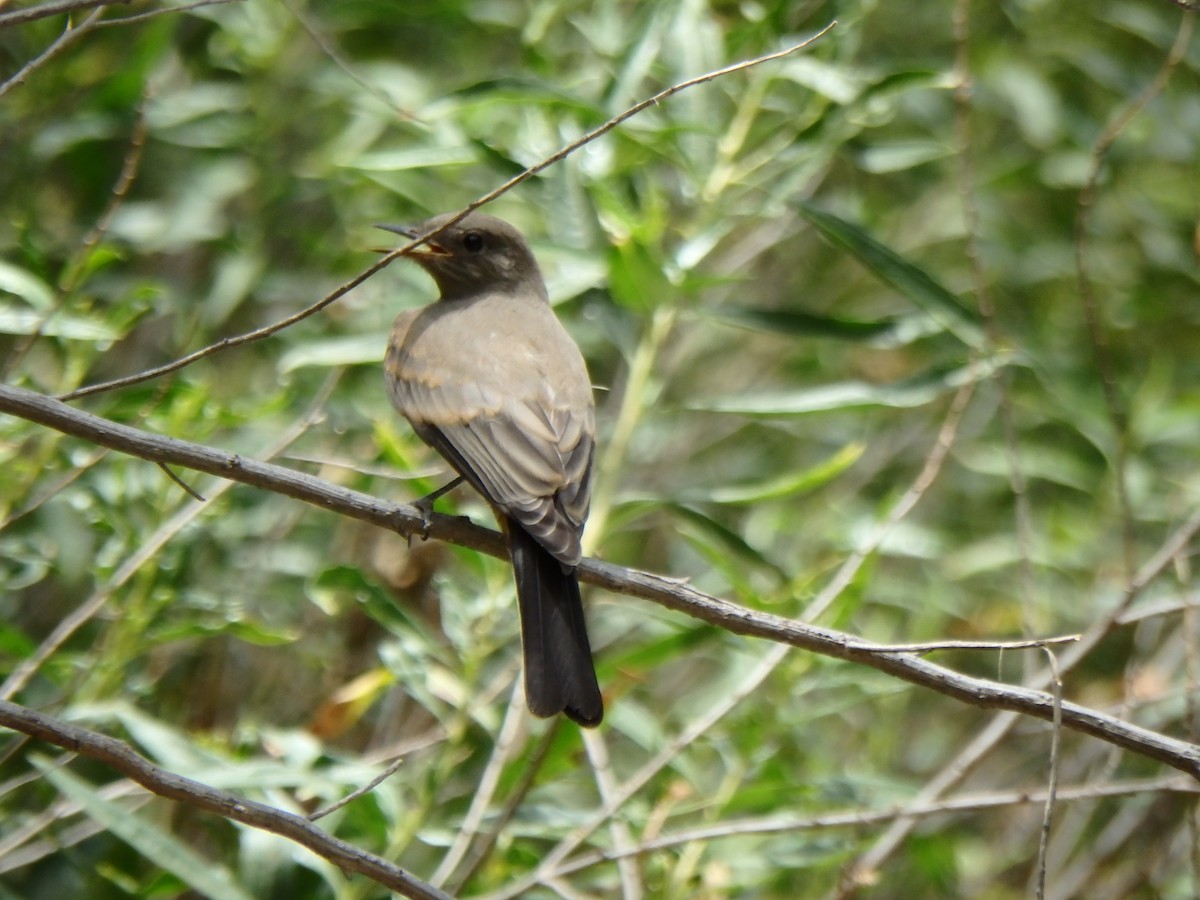 Mosquero Llanero - ML640515769