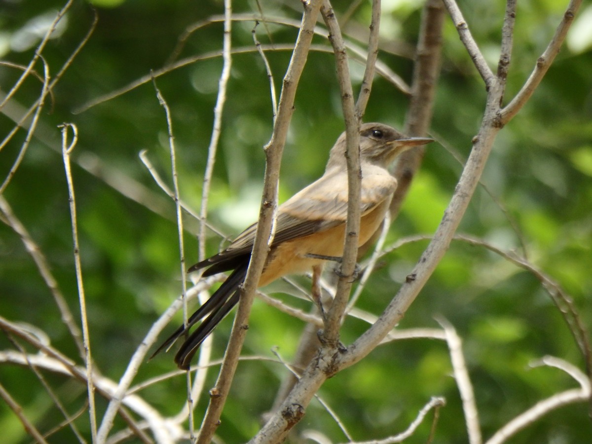 Mosquero Llanero - ML640515772