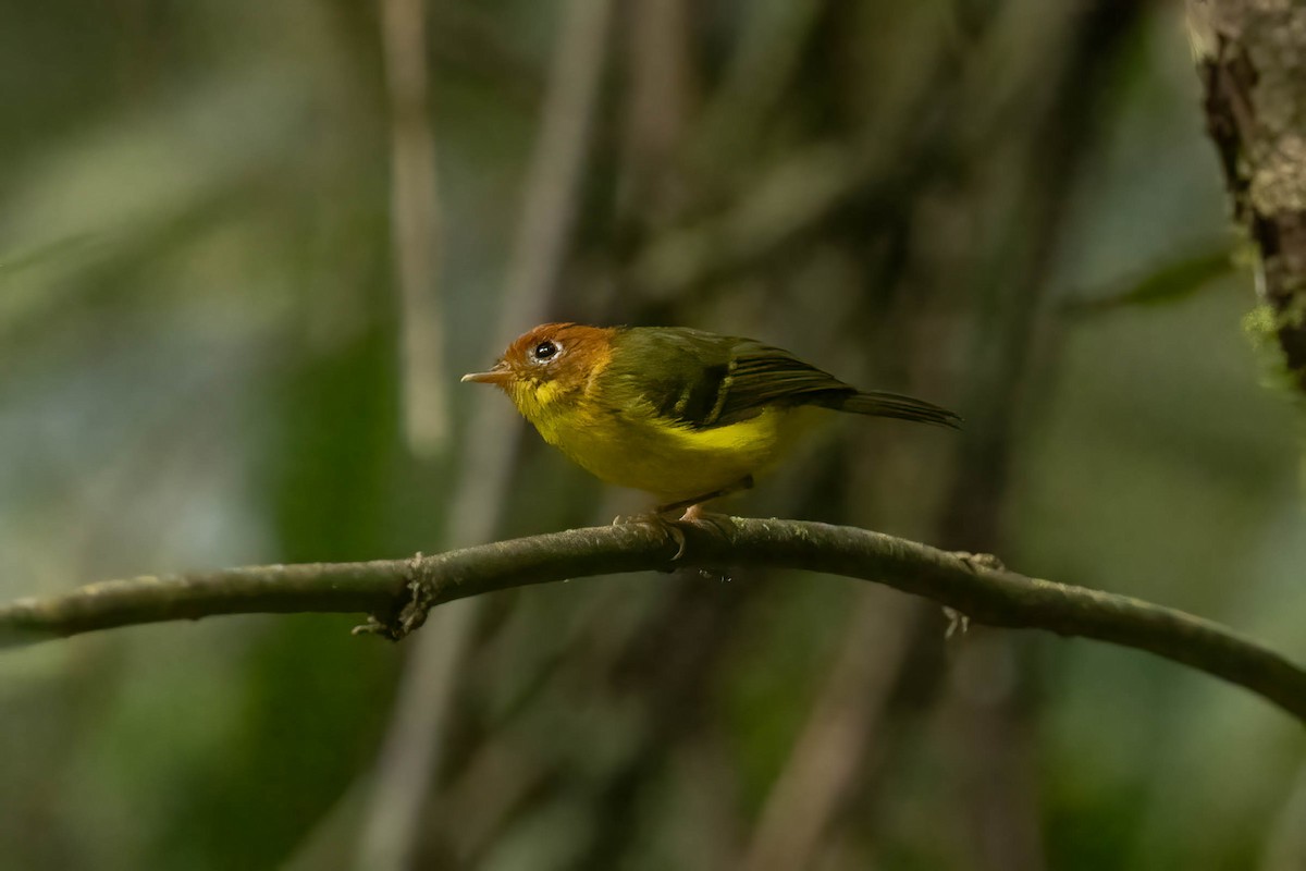 Yellow-breasted Warbler - ML640515788