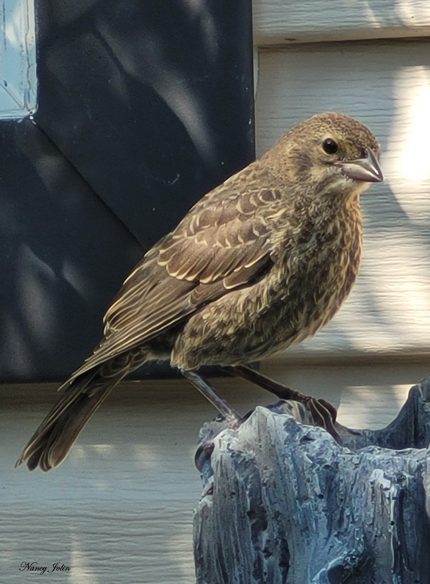 Vacher à tête brune - ML640515798