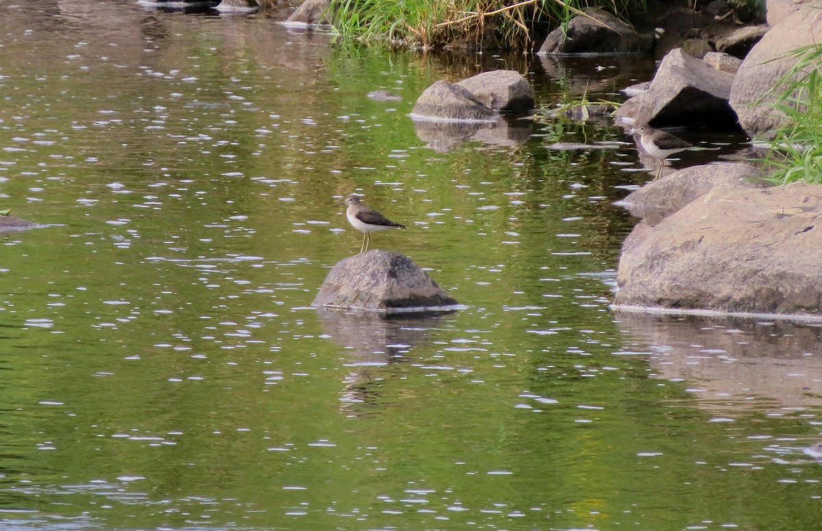 Solitary Sandpiper - ML640515799
