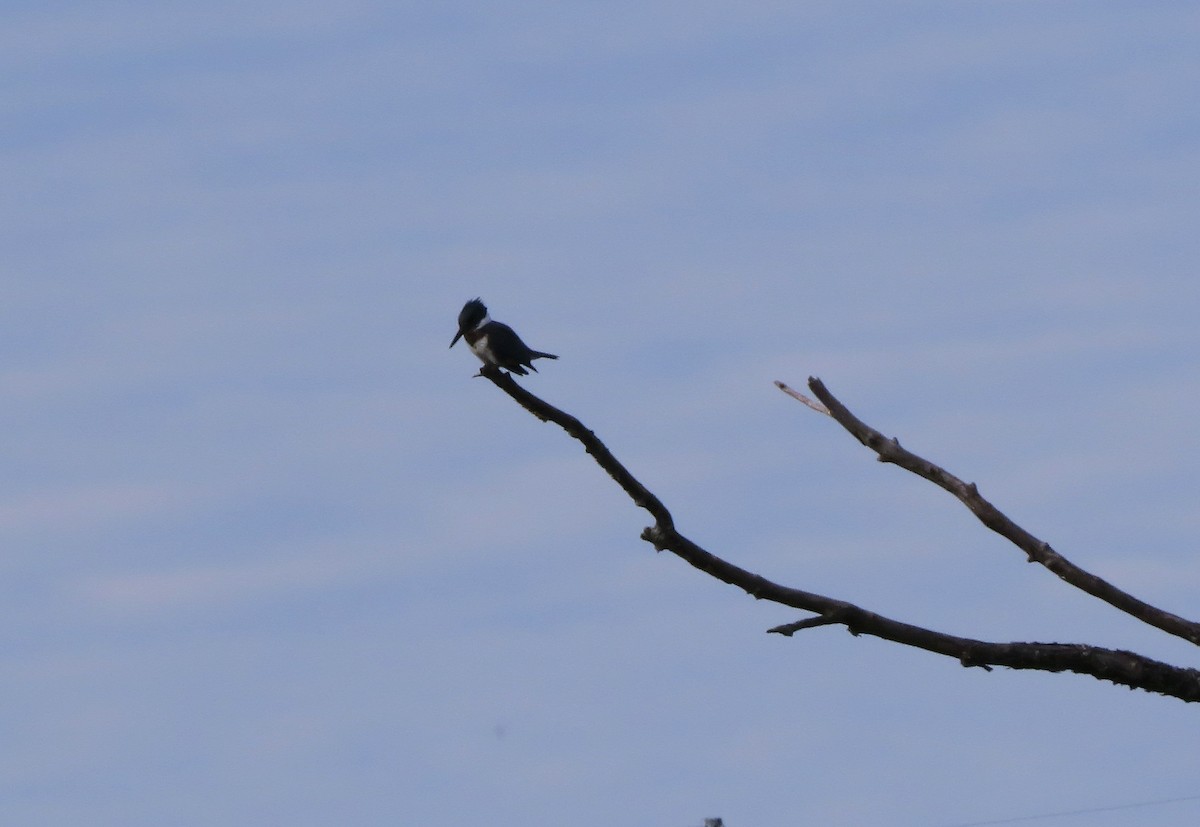 Belted Kingfisher - ML640515805