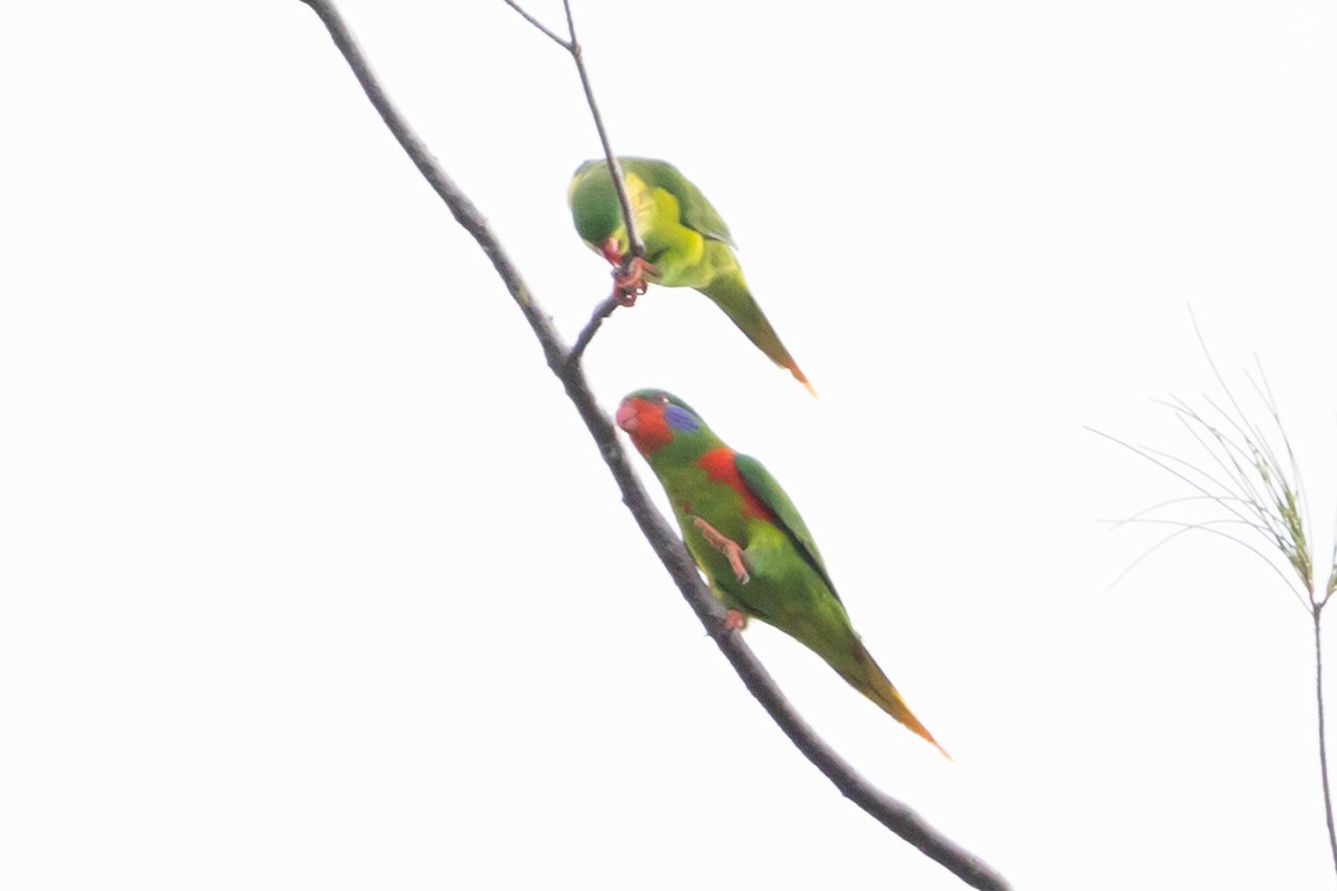 Red-flanked Lorikeet - ML640515844
