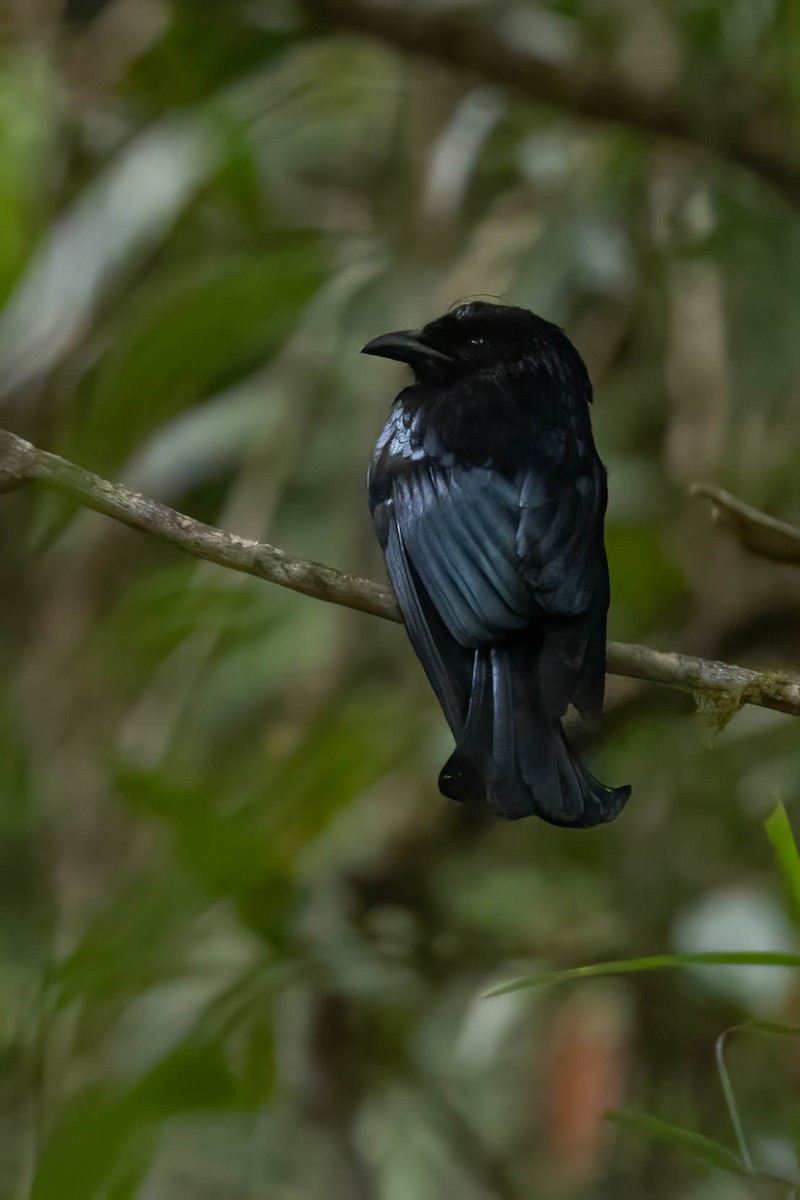 Hair-crested Drongo - ML640515869