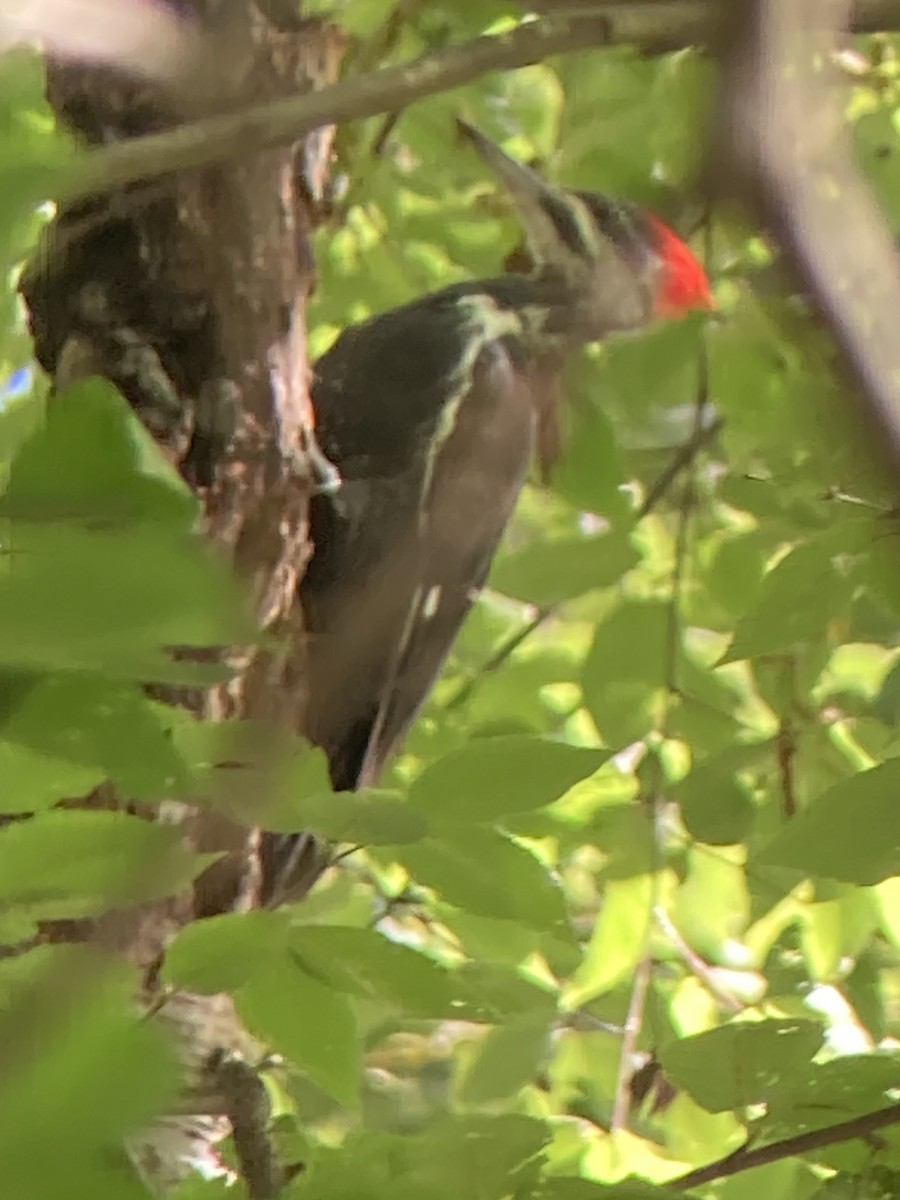Pileated Woodpecker - ML640515918