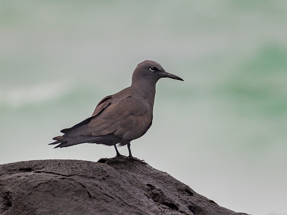 Brown Noddy - ML640515936