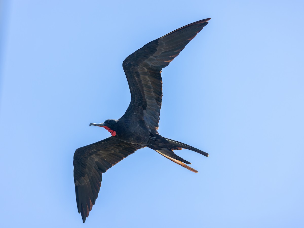 Magnificent Frigatebird - ML640515946