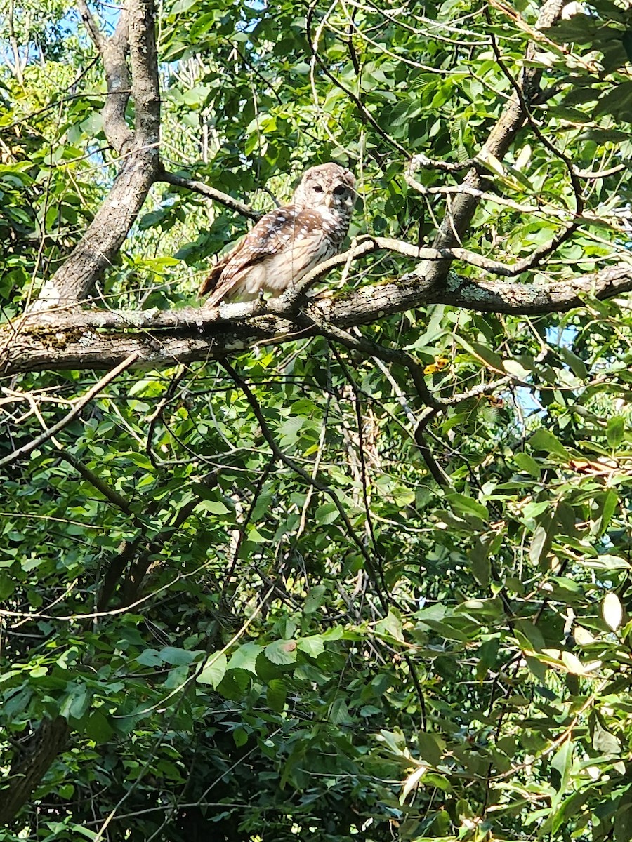 Barred Owl - ML640515959