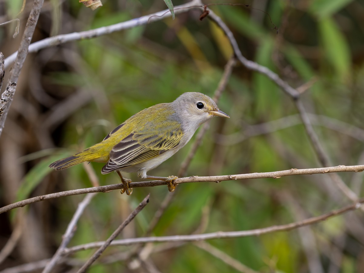 Mangrove Yellow Warbler - ML640515963