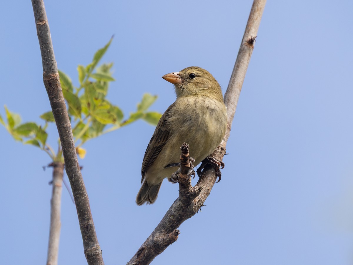 Woodpecker Finch - ML640515989