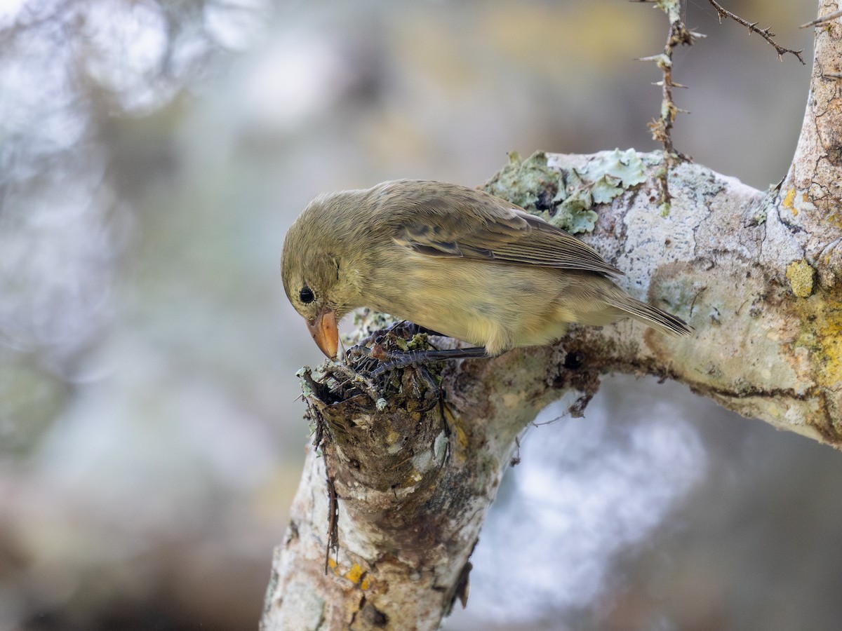 Woodpecker Finch - ML640515990