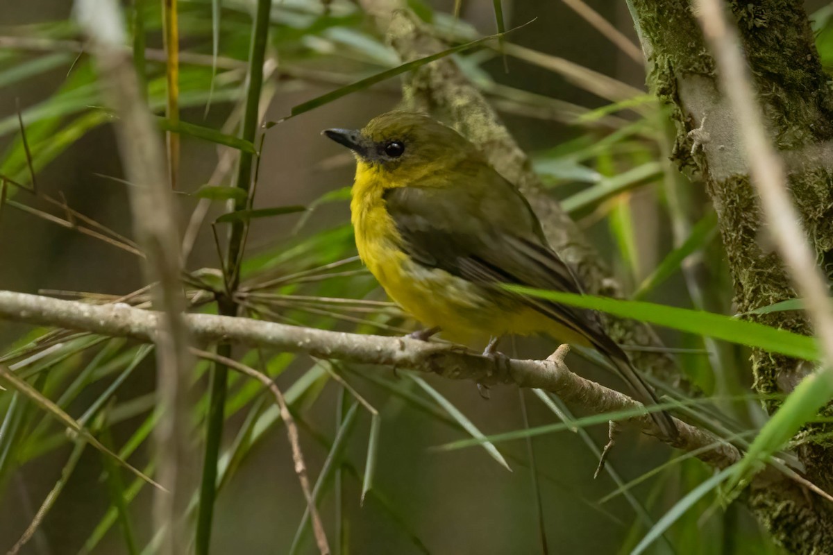 Bornean Whistler - ML640516040