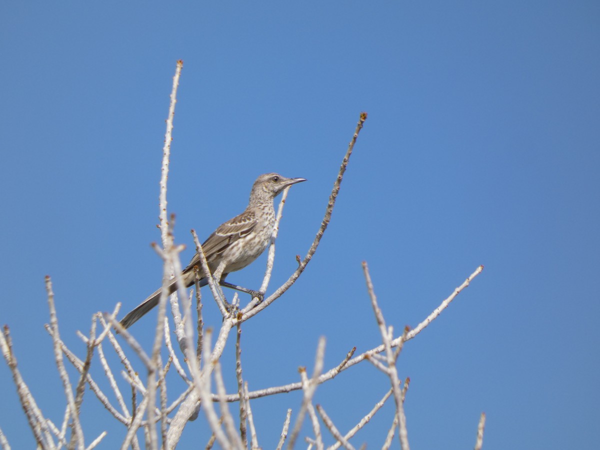 bahamasspottefugl - ML640516057