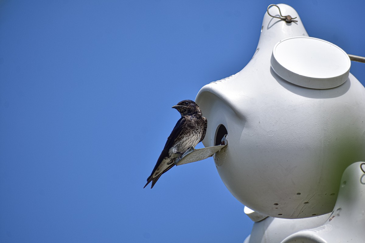 Purple Martin - ML640516058