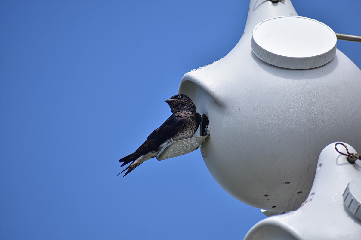 Purple Martin - ML640516059