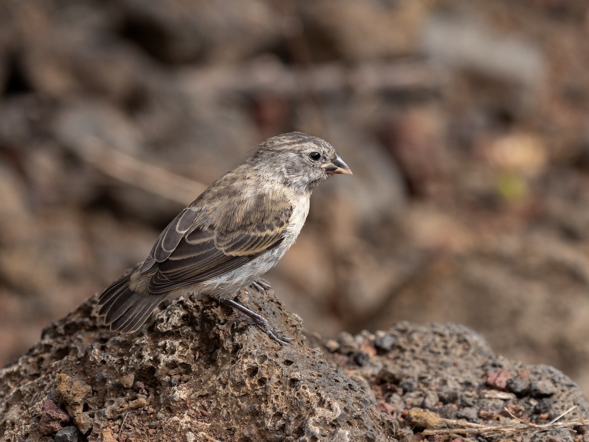 Small Ground-Finch - ML640516150