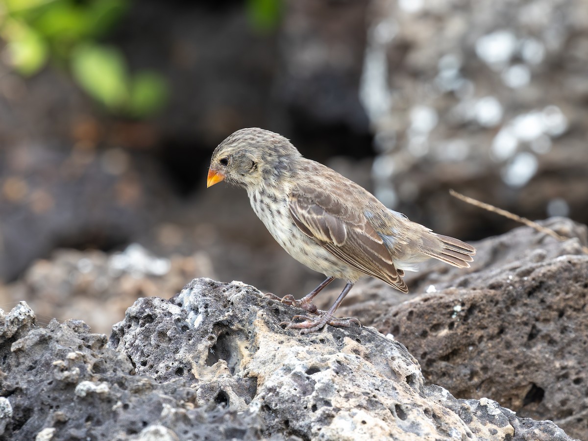 Small Ground-Finch - ML640516151