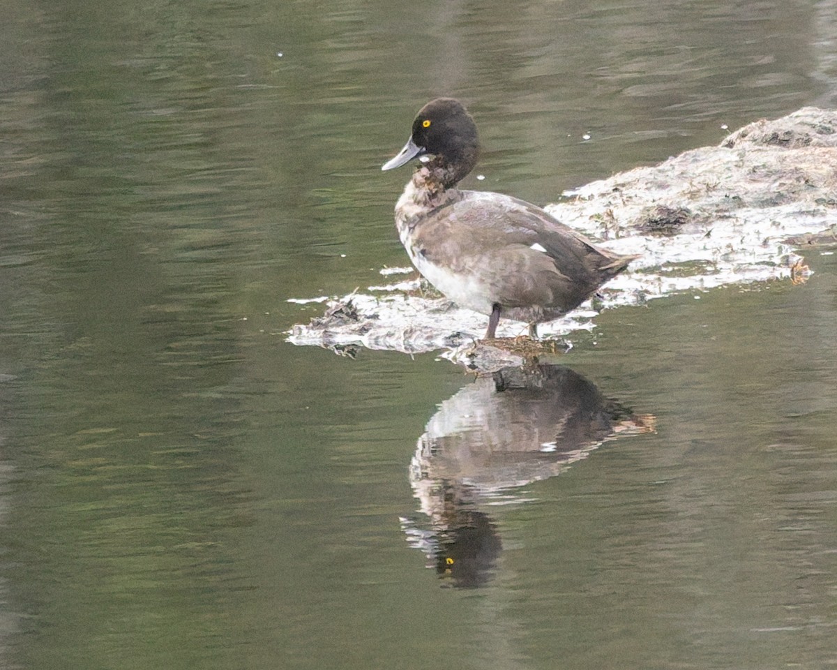 Greater/Lesser Scaup - ML640516170