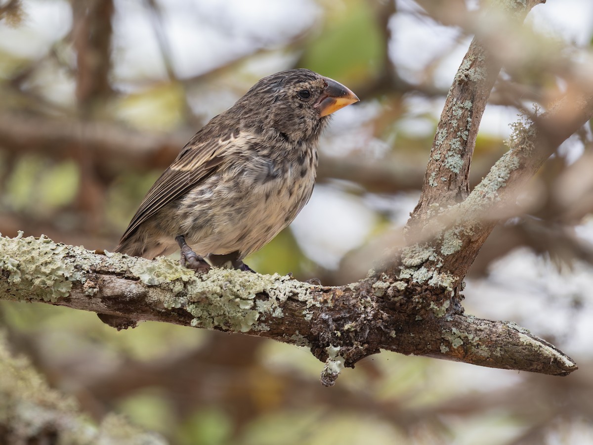 Large Ground-Finch - ML640516179