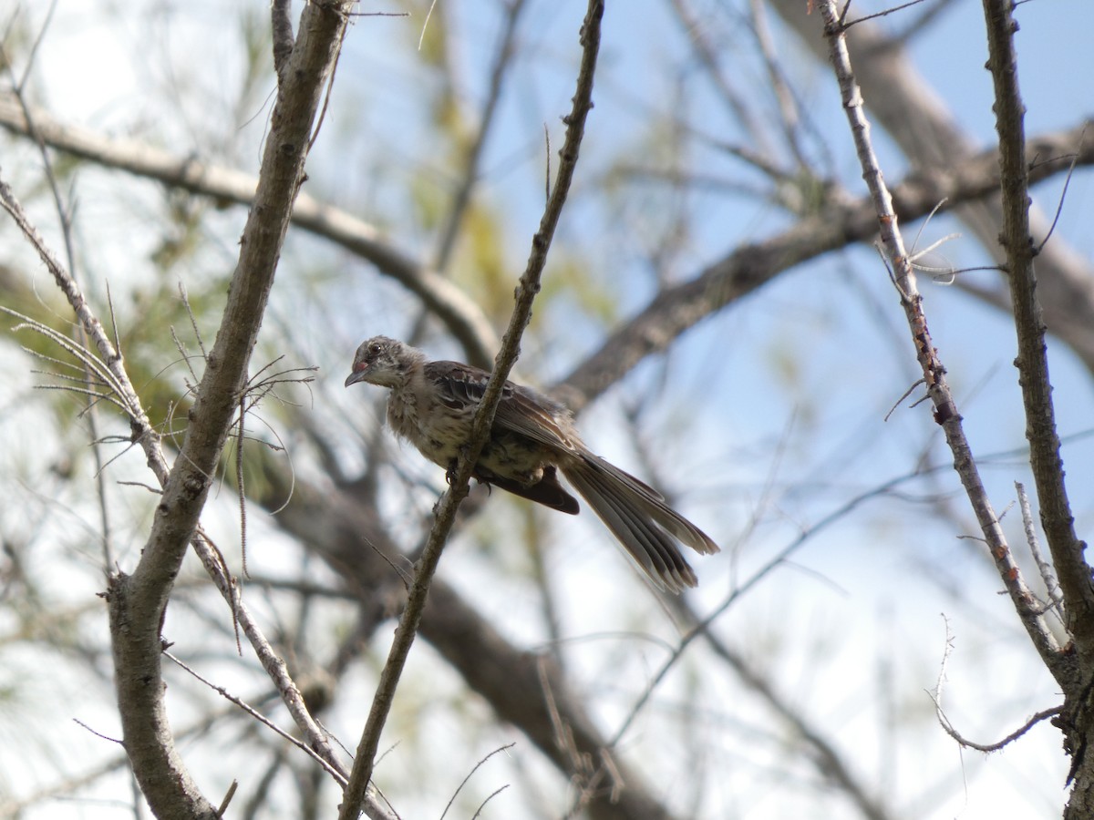 bahamasspottefugl - ML640516192
