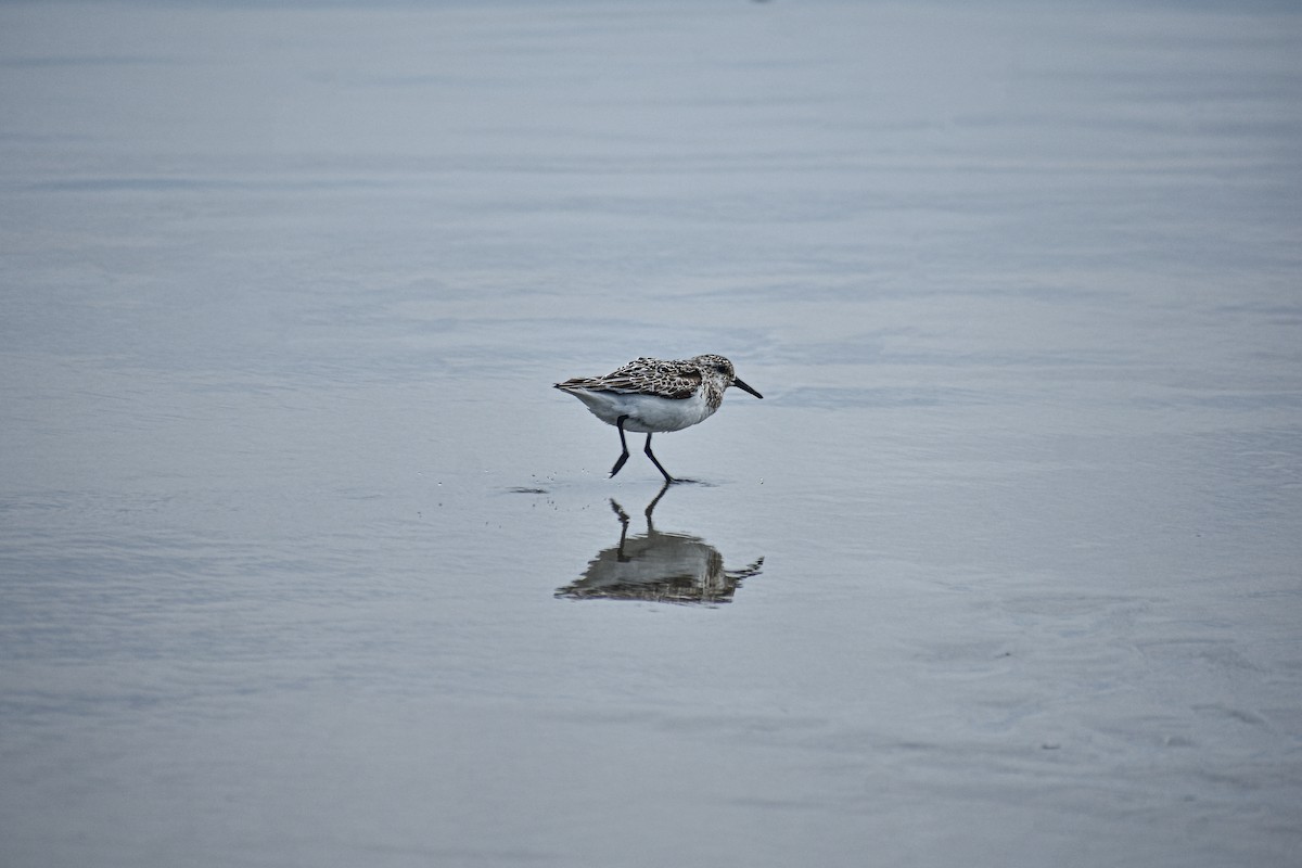 Sanderling - ML640516198