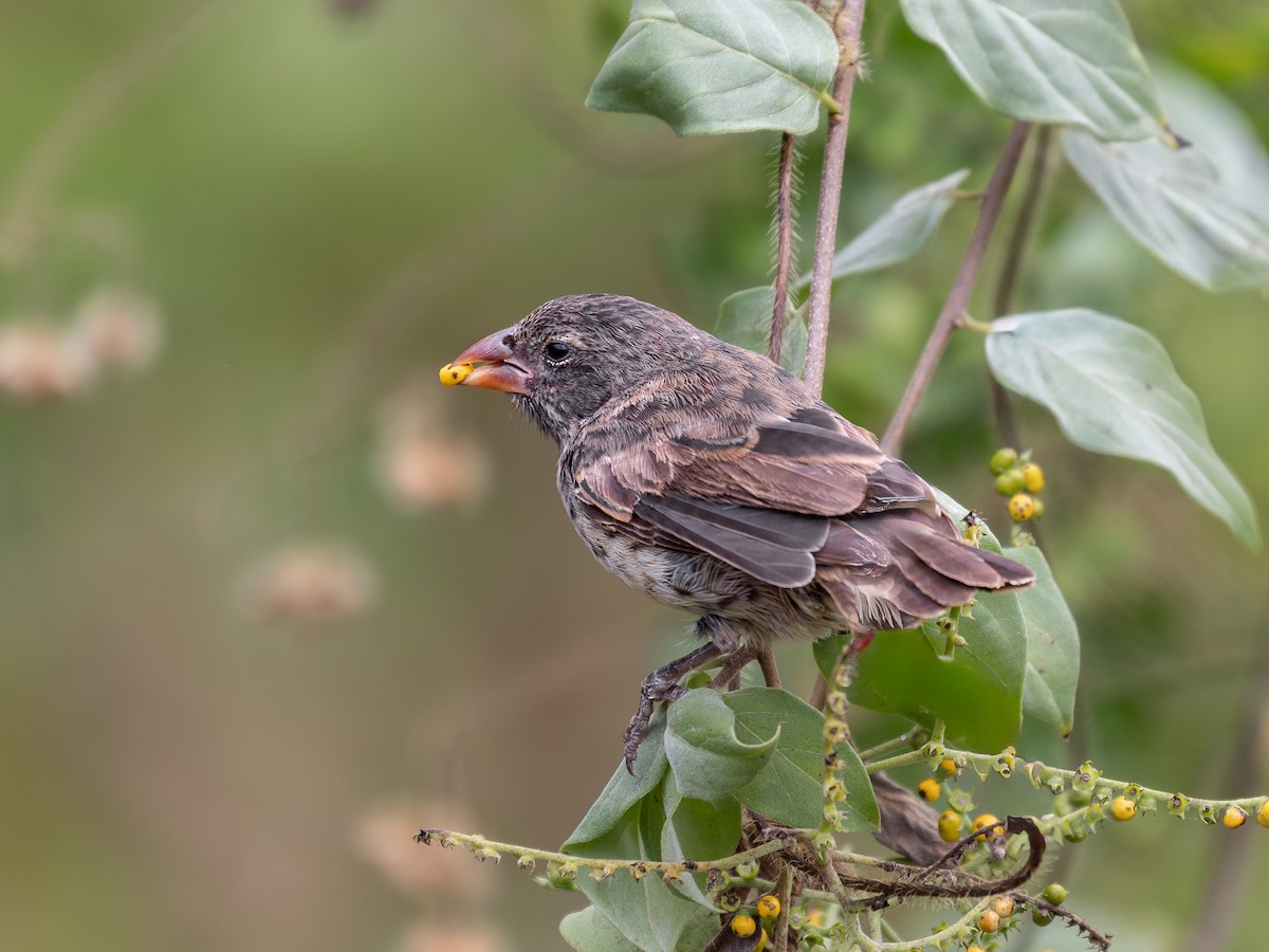 Medium Ground-Finch - ML640516249