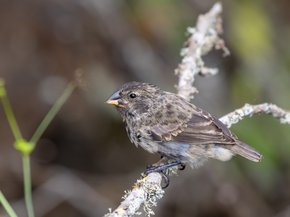 Medium Ground-Finch - ML640516250