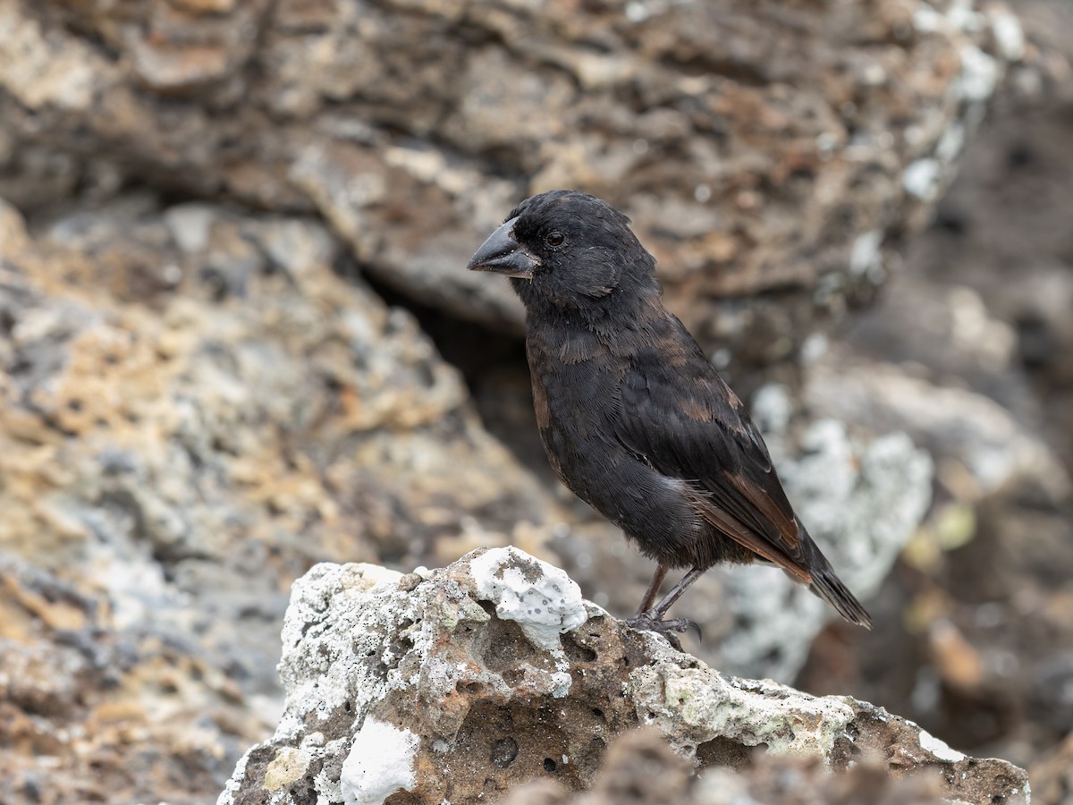 Medium Ground-Finch - ML640516251