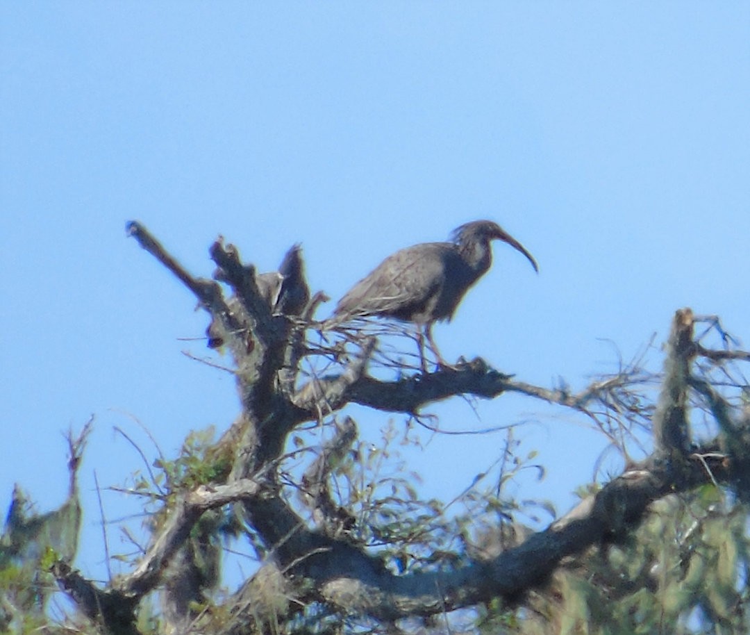 Plumbeous Ibis - ML640516301