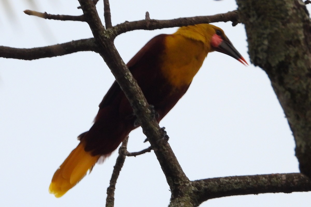 Olive Oropendola - ML640516329