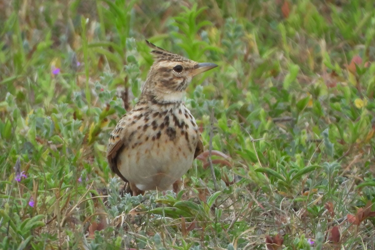 Malabar Lark - ML640516347