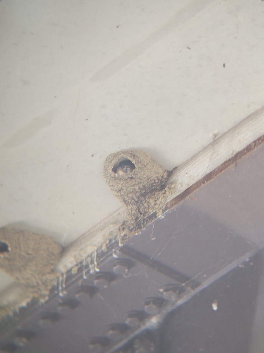 Cliff Swallow - ML640516356