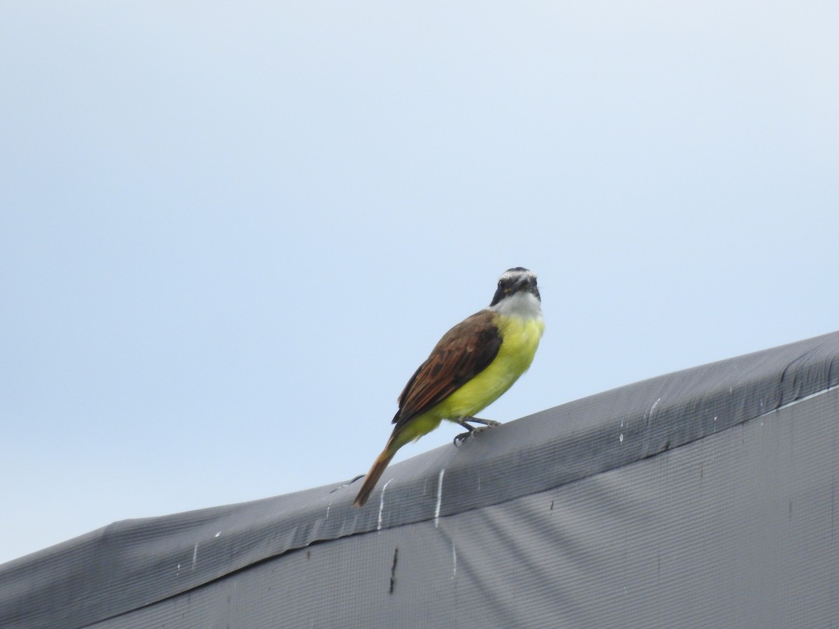 Great Kiskadee - ML640516366