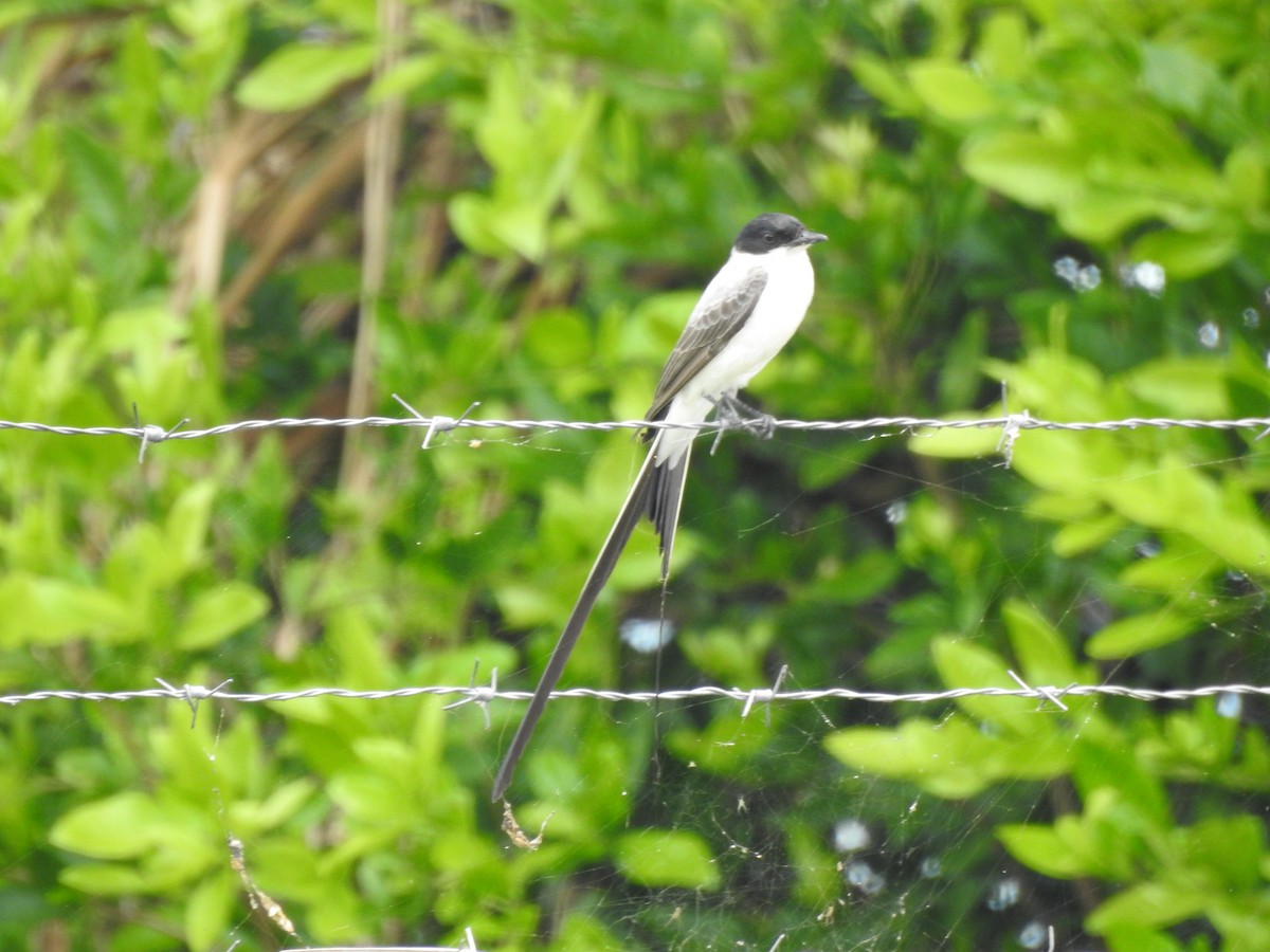 Fork-tailed Flycatcher - ML640516412