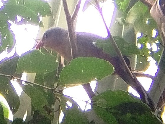 Red-billed Malkoha - ML640516415