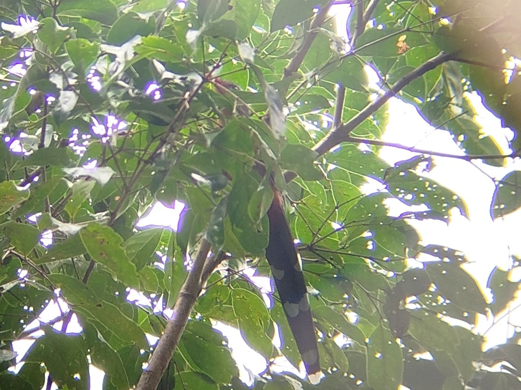 Red-billed Malkoha - ML640516417
