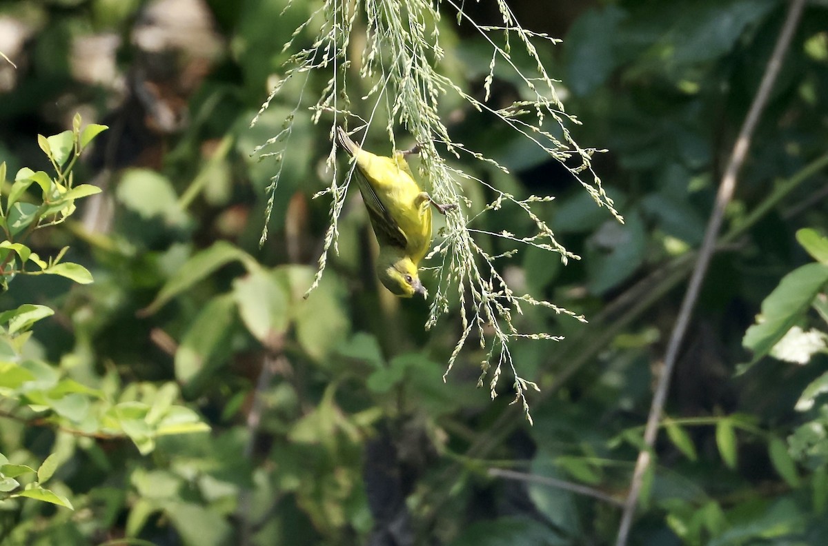 Yellow-fronted Canary - ML640516424