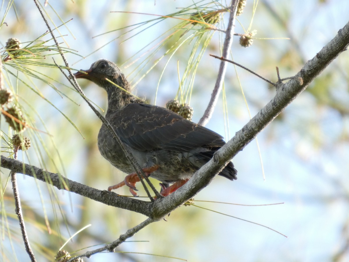 White-crowned Pigeon - ML640516426
