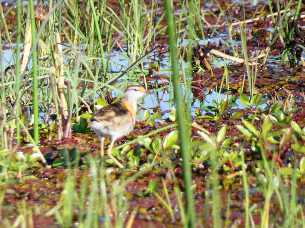 Lesser Jacana - ML640516520