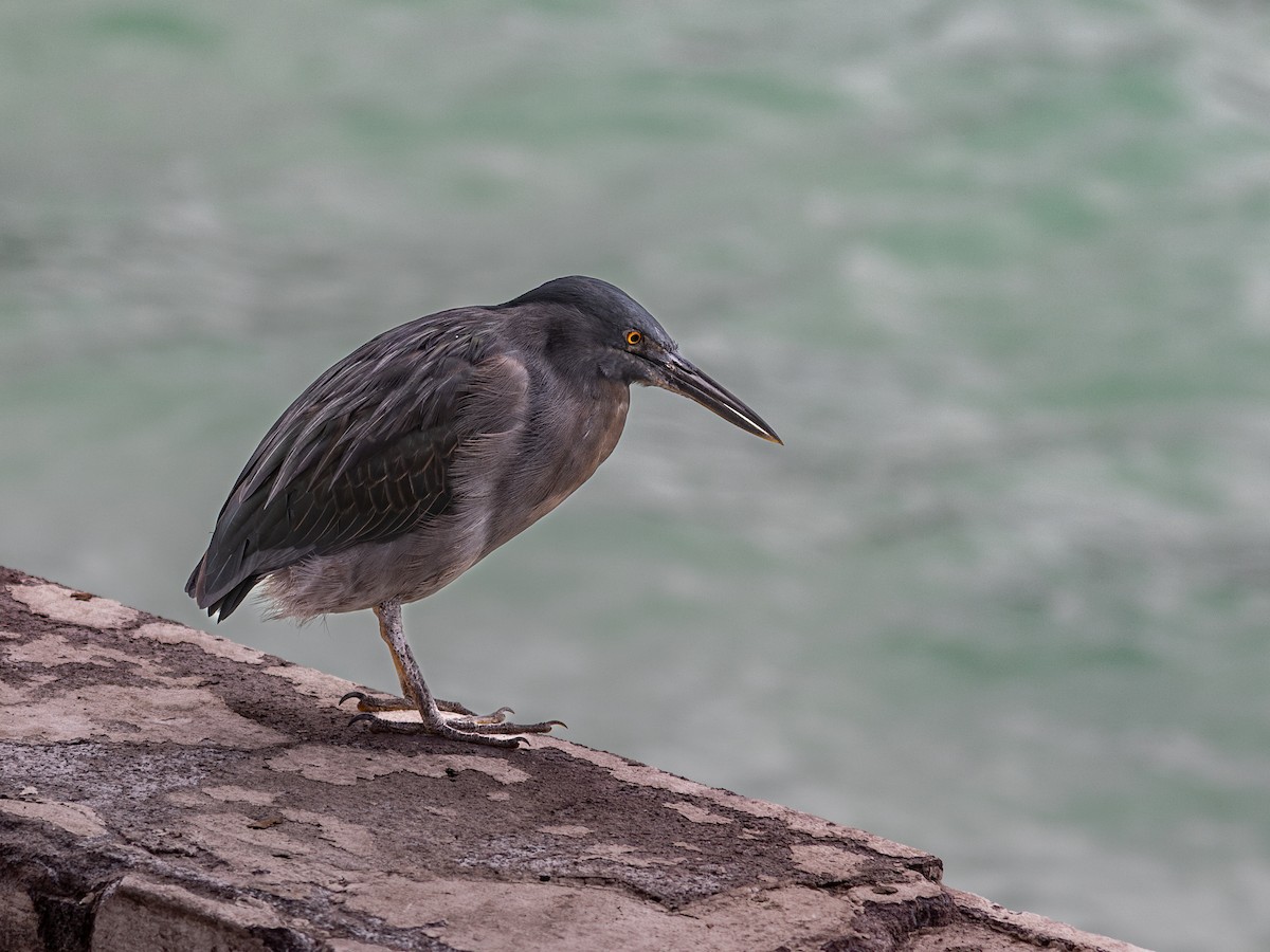 Lava Heron - ML640516543