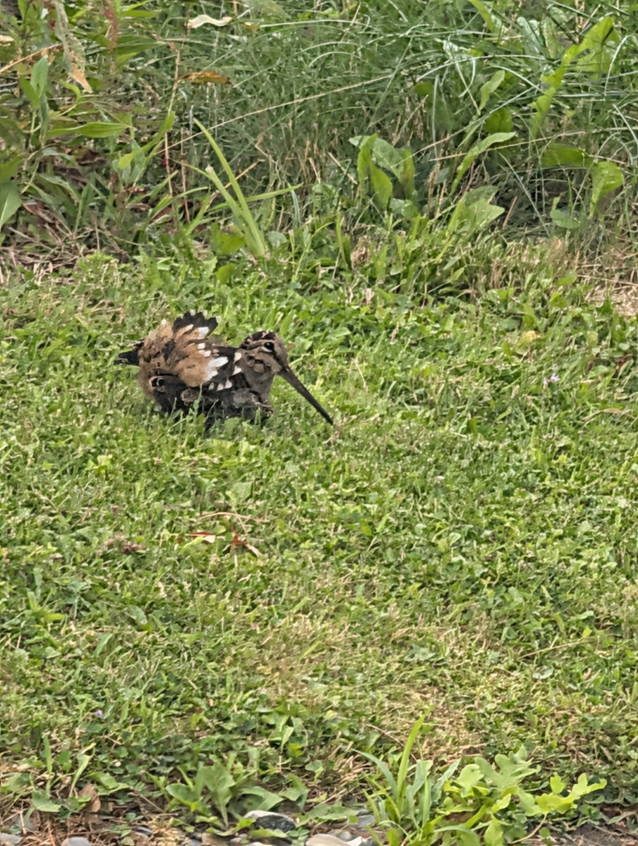 American Woodcock - ML640516580