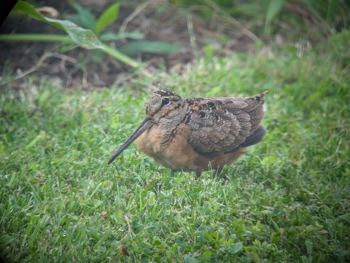 American Woodcock - ML640516597