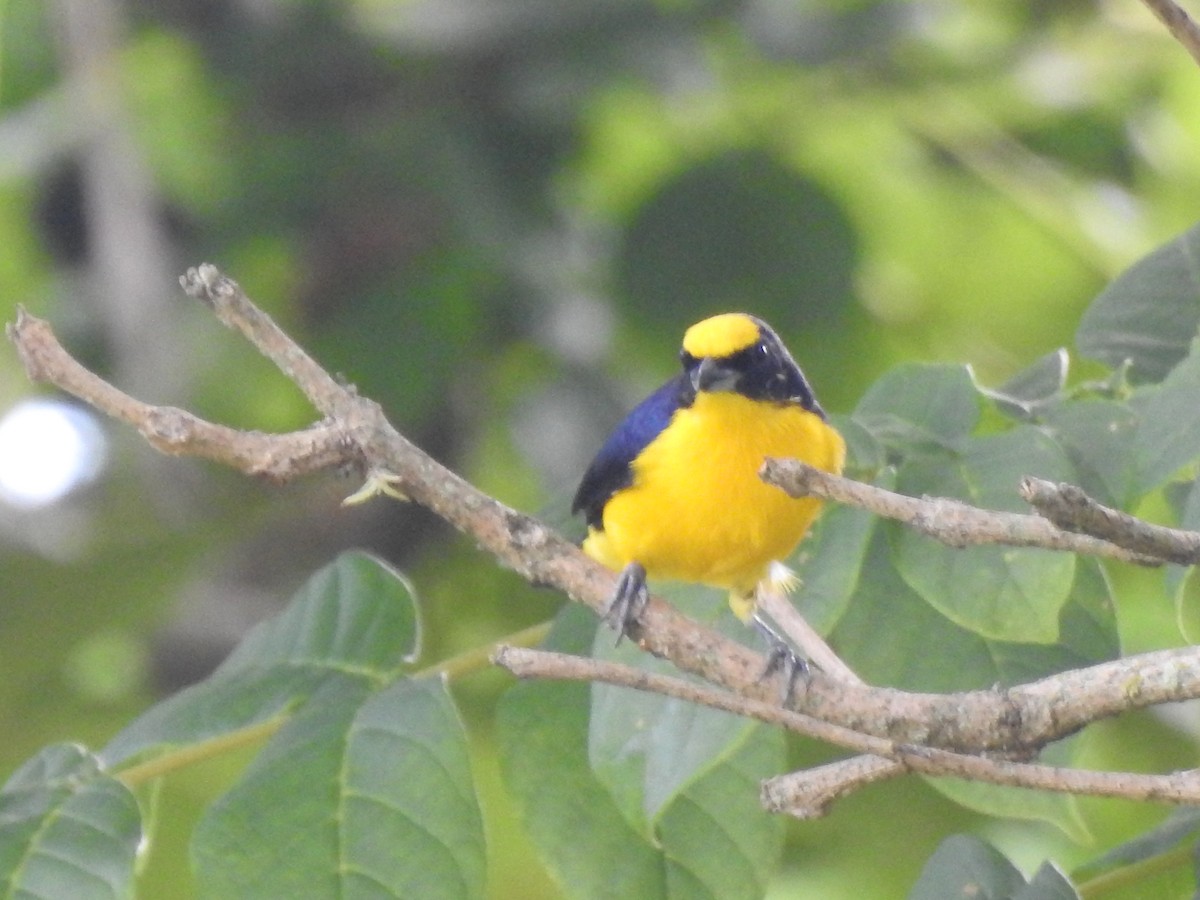 Thick-billed Euphonia - ML640516599