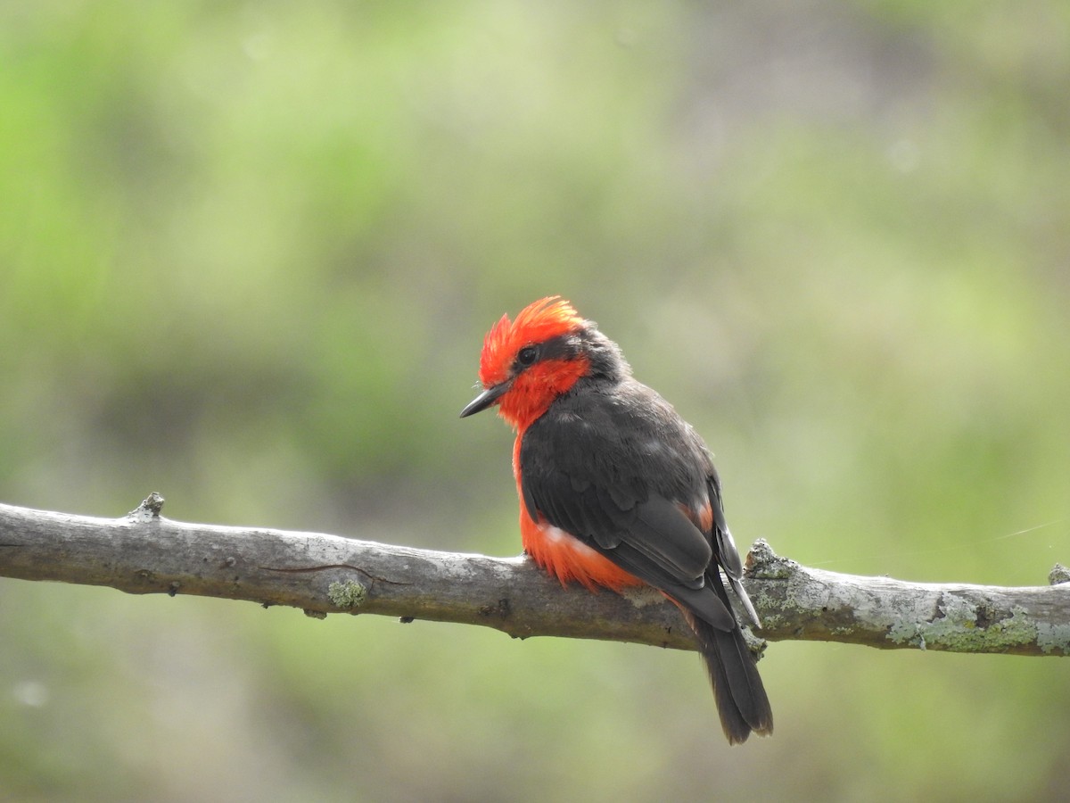 Vermilion Flycatcher - ML640516634